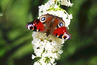 Peacock butterfly (Inachis io), September, Mecklenburg-Western Pomerania, Germany, Europe