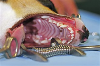 Extraction of a denscaninus Removal of a milk canine Jack Russell Terrier, lockjaw