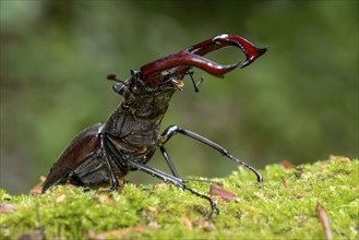 Stag beetle (Lucanus cervus), horned beetle, fire beetle, male with large mandibles, upper jaw,