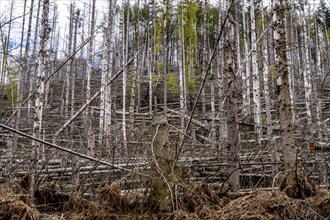 Dead spruce trees, broken by wind, lying in disarray, forest dieback in the Arnsberg Forest nature