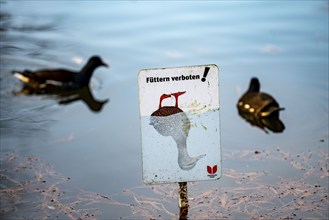 The Grugapark, Essen, botanical garden, park for leisure and recreation, pond hen, pond rail, in