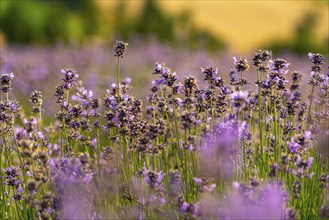 Lavender fields in East Westphalia Lippe, OWL, near the village of Fromhausen, near Detmold, the