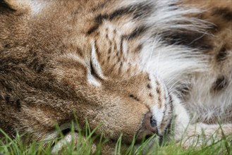 Lynx (Lynx lynx) sleeping, portrait, Haltern, North Rhine-Westphalia, Germany, Europe