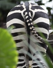 A bottom of the zebra in a zoo of Singapore