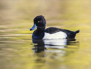 Male of Tufted Duck, Aythya fuligula, bird on water at winter time