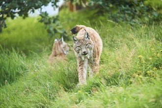 Eurasian lynx (Lynx lynx) walking through the grass, Wildpark Aurach, Kitzbühl, Tirol, Austria,