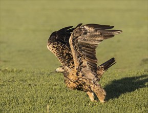 Juvenile Iberian Eagle on take-off, Spanish Imperial Eagle (Aquila adalberti), Extremadura,