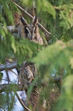 Long-eared owl (Asio otus), Lower Saxony, Germany, Europe