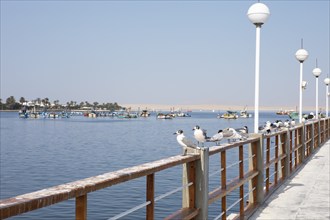 Seagulls (Larinae) on a pier or jetty, behind colourful fishing boats in the bay of Paracas,