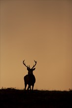 Red deer (Cervus elaphus) adult male stag on a hill at sunset, England, United Kingdom, Europe