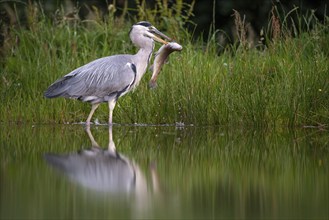 Grey heron (Ardea cinerea) with fish as prey, Aviemore, Scotland, Great Britain