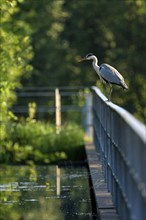 Grey heron (Ardea cinerea), using a railing to forage in a ditch, Ewald colliery, Herten, Ruhr