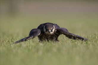 European hobby (Falco subbuteo) adult bird mantling its prey on a grass field, England, United