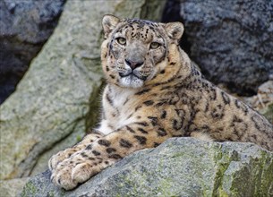 Snow leopard (Panthera uncia), adult, sxhaut attentive, animal portrait, captive, Germany, Europe