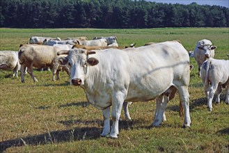 Europe, Germany, Mecklenburg-Western Pomerania, Dairy cows on the pasture near Göhren-Lebbin,