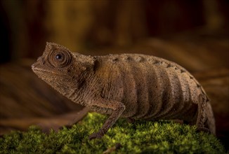 Earth chameleon of the genus Brookesia stumpffi in the rainforests of north-west Madagascar