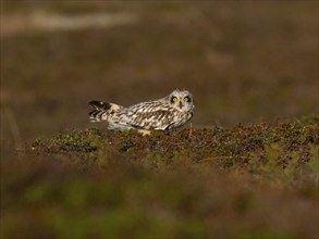 Short-eared owl (Asio flammeus) alert, sitting on the ground in the tundra, May, Varanger National