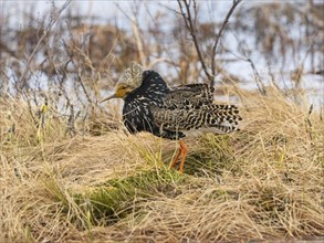 Ruff (Calidris pugnax) male in breeding plumage at lek, resting after displaying, Pokka, Finnish