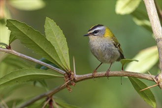 Goldcrest, Regulus ignicapillus, Luce, Mountain area, Luce, Styria, Slovenia, Europe