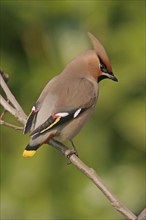 Bohemian waxwing (Bombycilla garrulus), Yes, Bad Dürkheim district, Rhineland-Palatinate, Federal