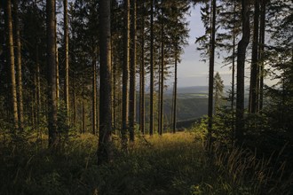 The morning sun shines into a coniferous forest near Ilmenau in the Thuringian Forest. Ilmenau, 26