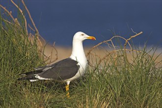 Herring Gull, (Larus fuscus), Heligoland, Schleswig-Holstein, Federal Republic of Germany