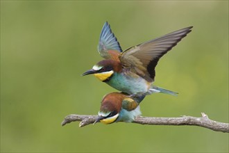 Animals, Birds, European Bee-eater, (Merops apiaster) courtship display, Bee-eater mating,