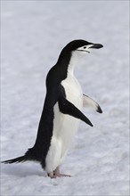 Chinstrap penguin in the snow in Antarctica, (Pygoscelis antarktika), Antarctica