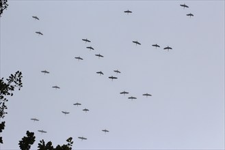 Cranes in the sky, September, Mecklenburg-Western Pomerania, Germany, Europe