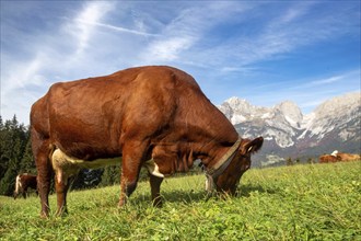 Cow on a mountain pasture near Going, Tyrol. The Wilder Kaiser massif can be seen in the background