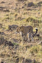 Leopard (Panthera pardus) walking on the savannah in east africa, Maasai Mara National Reserve,