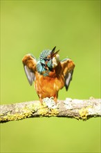 Common kingfisher (Alcedo atthis) sitting on a branch doing plumage care with autumncolours,