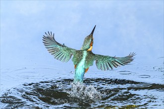 Common kingfisher (Alcedo atthis) flying out of the water after hunting fish, wildife, Catalonia,