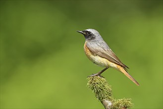 Redstart (Phoenicurus phoenicurus), Bird of the Year 2025, male on mossy branch, songbird,