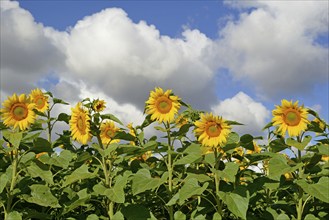 Sunflowers (Helianthus annuus) in bloom, sunflower field, blue cloudy sky, North Rhine-Westphalia,