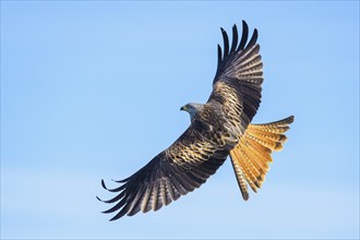 Red Kite, Milvus milvus, bird in flight