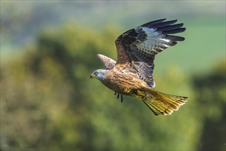 Red Kite, Milvus milvus, bird in flight