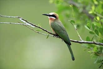 White-fronted Bee-eater (Merops bullockoides), adult, on a tree, branch, twig, Kruger National