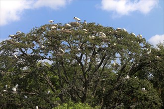 Bird colony, breeding colony, breeding site, heron, nesting site, Florida, USA, North America