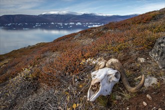 Bleached skull of a musk ox in autumnal arctic landscape, Kong Oscar Fjord, Northeast Greenland