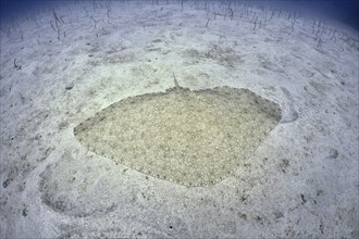 A butterfly ray (Gymnura altavela) rests on a sandy bottom in a clear blue sea. Dive site Cueva de