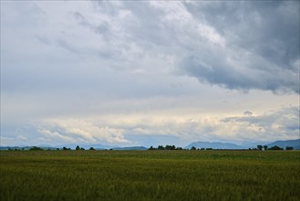 Wheat field (Triticum), trees and mountains in the background, cloudy sky, summer, Valensole,