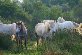 A herd of white Camargue horses grazing peacefully in a green pasture on a summer's day, Camargue,