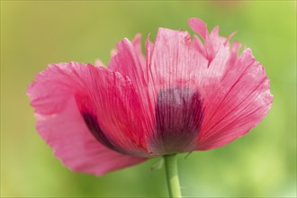 Poppy flower in the landscape in spring. Kaiserstuhl, Emmendingen, Freiburg im Breisgau,