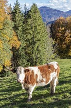 A cow stands on a pasture in front of an autumnal forest and mountain backdrop, Hocheck