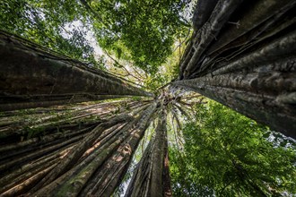 Hanging roots of a giant strangler fig (Ficus americana), looking upwards, in the rainforest,