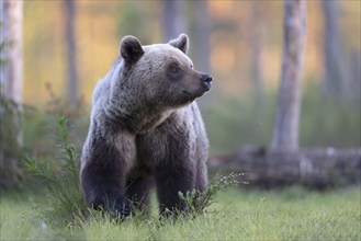 Brown bear (Ursus arctos) in the Finnish taiga, Kuusamo, Finland, Europe