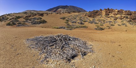 El Teide National Park, behind it the Pico del Teide, 3715m, World Heritage Site, Tenerife, Canary