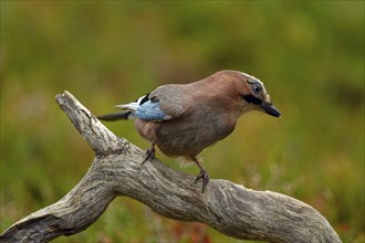 Eurasian jay (Garrulus glandarius), on a tree stump, looking to the side, front view, autumn mood,