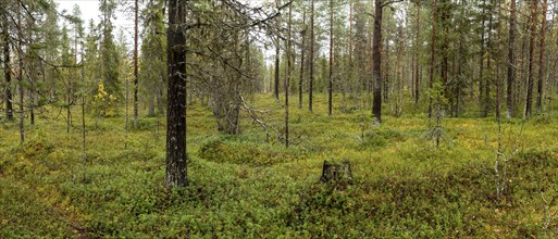 Autumn forest floor, tundra, Lapland, Finland, Europe